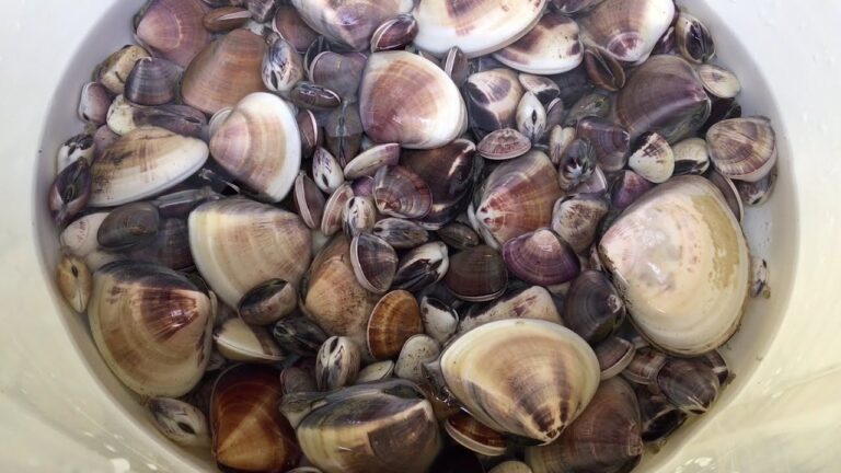 動くハマグリ　ハマグリの砂抜き