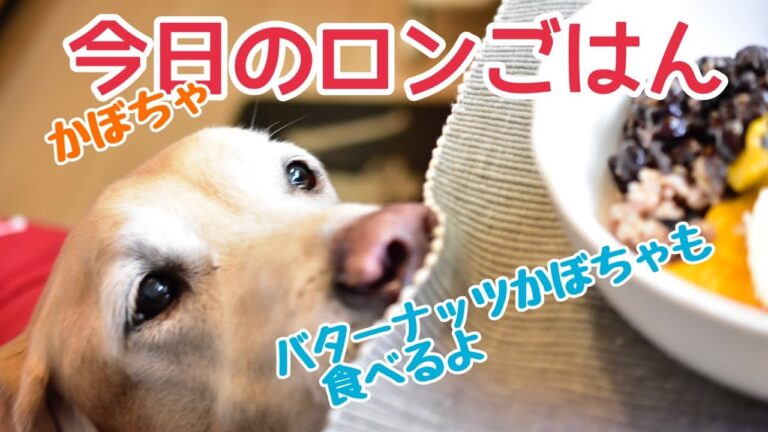 わんこだって、バターナッツかぼちゃだよ☆今日のロンごはん☆犬ごはん