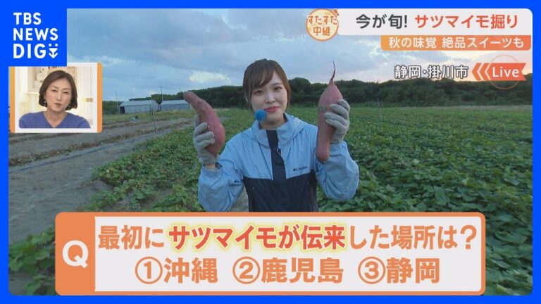 実は名産地の静岡でサツマイモ掘りを体験！干し芋の発祥の地　サツマイモグルメの“映えサンド”など盛りだくさん！｜TBS NEWS DIG