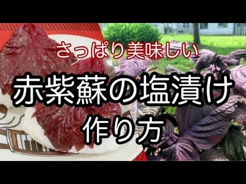【赤紫蘇の塩漬けの作り方】夏にピッタリ！サッパリ美味しい！How to make salted red perilla