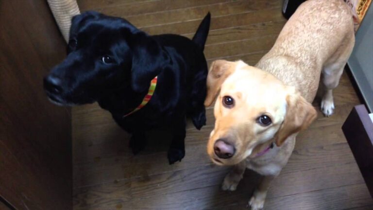 犬ごはんレシピ〜鶏肉と人参、キャベツの煮込みご飯の作り方から食べ終わるまで