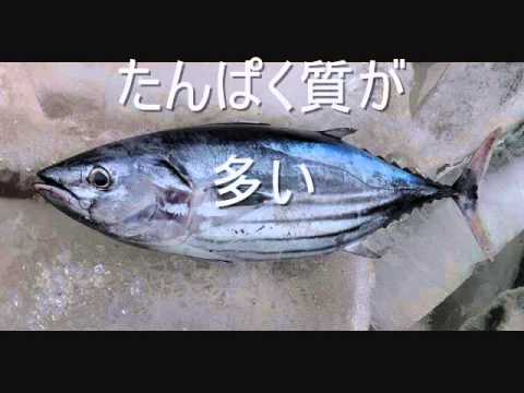 犬ご飯カツオを犬にあげても大丈夫？～～5分で分かる犬ご飯セミナーvol.33