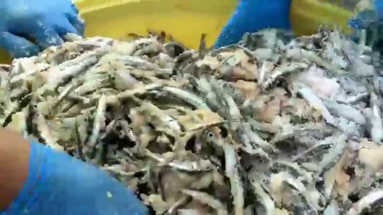 おすすめこだわりおすすめ「瀬戸内コラトゥーラ」イワシ　酒粕　塩　瀬戸内　コラトゥーラ　混ぜ込み　漬け込み