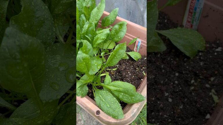 【お弁当のおかず】春の収穫！庭のほうれん草で簡単おひたし#shorts