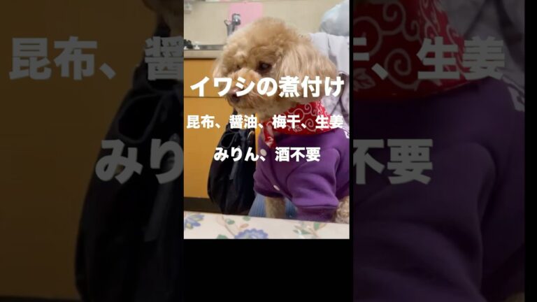 四毒抜きよしりん風 イワシの煮付け  #トイプードル#四毒抜き #料理 #素食 #cooking #犬のいる生活#簡単レシピ #4毒抜き#サミット