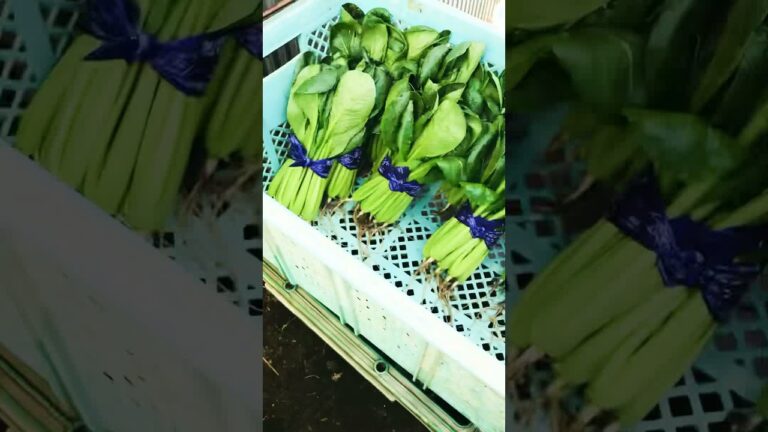 新鮮過ぎる小松菜🥬【野菜の宅配型直売所：船橋野菜】