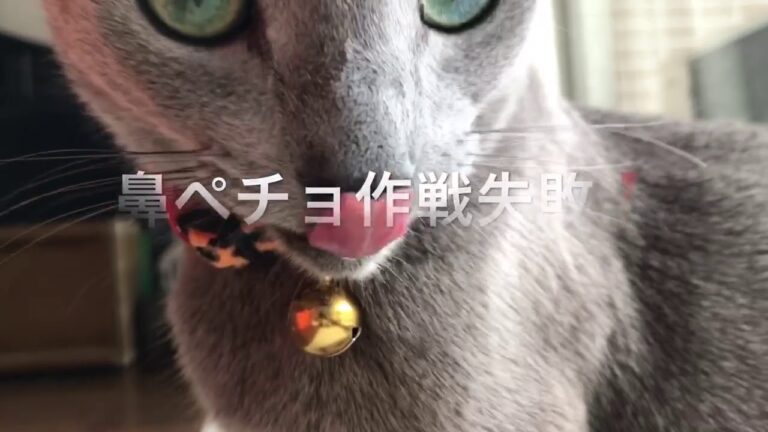 ロシアンブルーのロッチ君。食べない鱈ちりお鼻につけてみた。