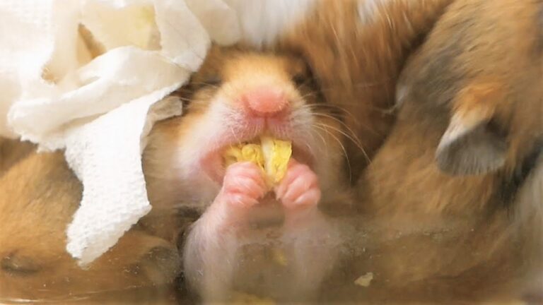 暴動の後には、いつも平和がやってきます