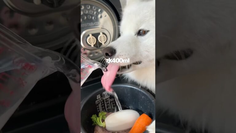 牛すじ煮込みつくったら爆食してくれました！