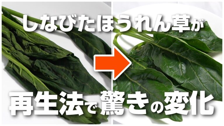 しなびたほうれん草が本当に元通りになるの？、ほうれん草の再生法を実践してみた