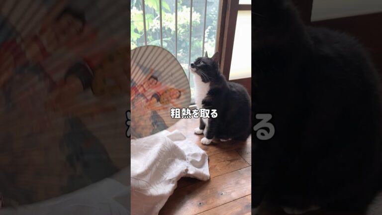 84歳のおばあちゃんが作る赤紫蘇ジュース