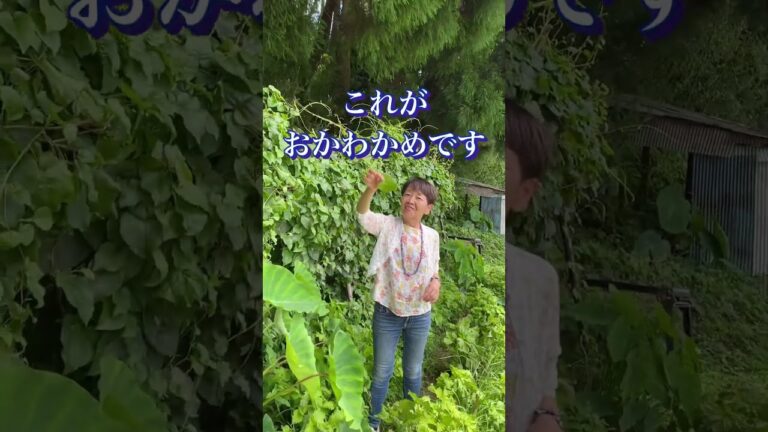 陸で育つツル性の植物「おかわかめ」ってご存じですか？栄養と効能が素晴らし
