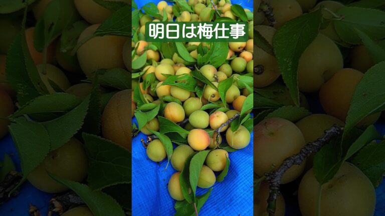 春の収穫祭と、植え付け作業。人はそれを春の農繁期と呼ぶ。＃梅　＃小梅　＃枝垂れ梅の実　そら豆　＃玉ねぎ　＃じゃがいも　＃プチトマト　＃きゅうり　＃柿　＃里芋＃万願寺とうがらし＃かぼちゃ＃イソヒヨドリ