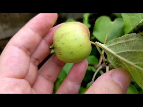 7/5. 姫リンゴの生育状況｜実はひとつのみ！