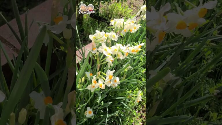 90歳ばあちゃんのお花見弁当を持って花見へ。【花見編】＃shorts