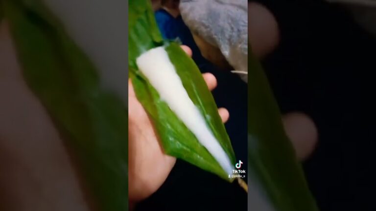 #和生菓子 #ちまき #こどもの日 #tiktok