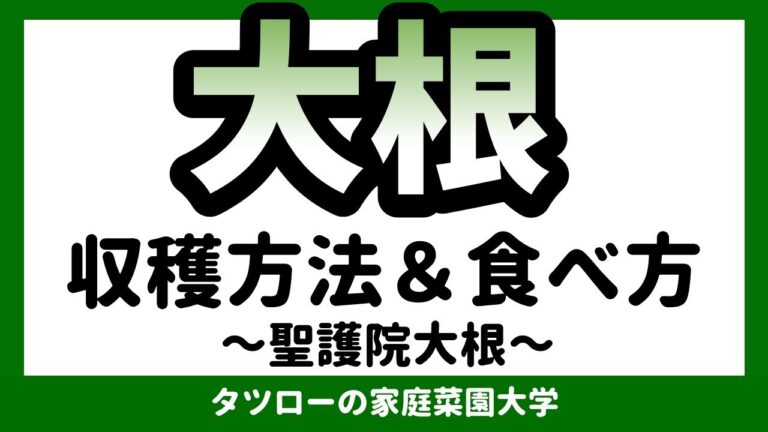 [家庭菜園]聖護院大根　収穫方法＆食べ方
