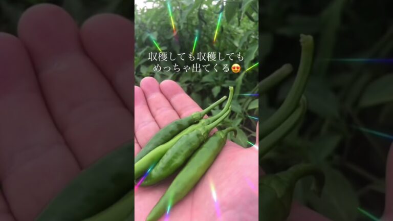 今年は青唐辛子が豊作です！