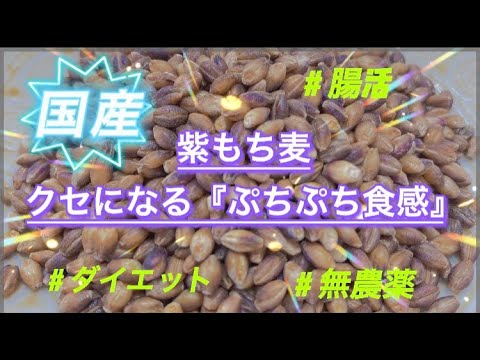 日本人全員に見てほしい『クセになる紫もち麦』について　腸活　ダイエット　健康