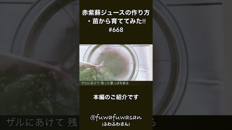 赤紫蘇ジュースの作り方・苗から育ててみた!!#shorts