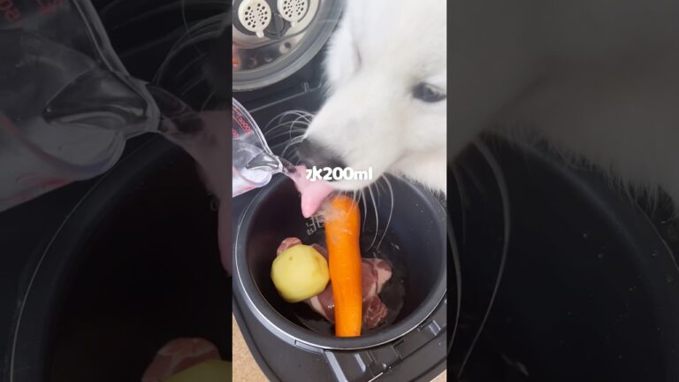カレーの食材を炊飯器に投入してつくった犬飯がうまそうすぎた！ #サモエド #サモエドスマイル #大型犬 #炊飯器レシピ