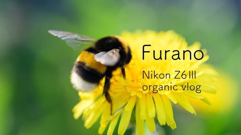 【 organic Vlog 】庭のタンポポを摘んでオーガニックサイダーを作る自然派すぎるシェフ