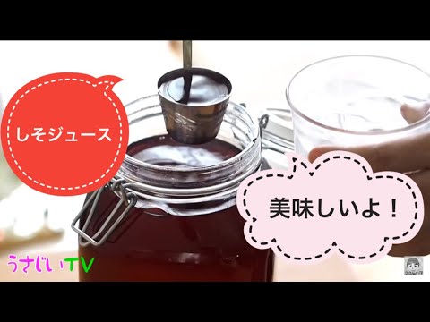簡単 しそジュースの作り方　福岡のYouTuber 宇佐美ダイ