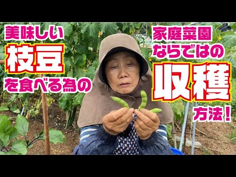 枝豆の収穫時期はタナカさん伝授・茄子の手入れ【枝豆】【茄子】【収穫】【手入れ】【無農薬】【高知】