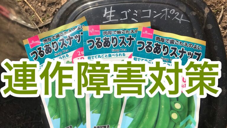 【連作障害対策】スナップえんどう　マメ科は連作障害が出やすい　多様な微生物を土壌に