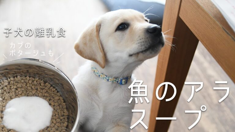 犬用、魚のアラスープ | 盲導犬パピー：ケイン