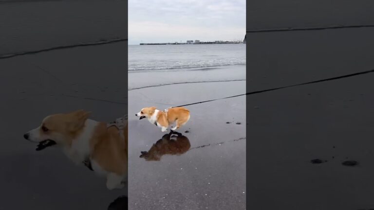 海辺を走るミニ食パン #コーギー #癒し #shorts #sea
