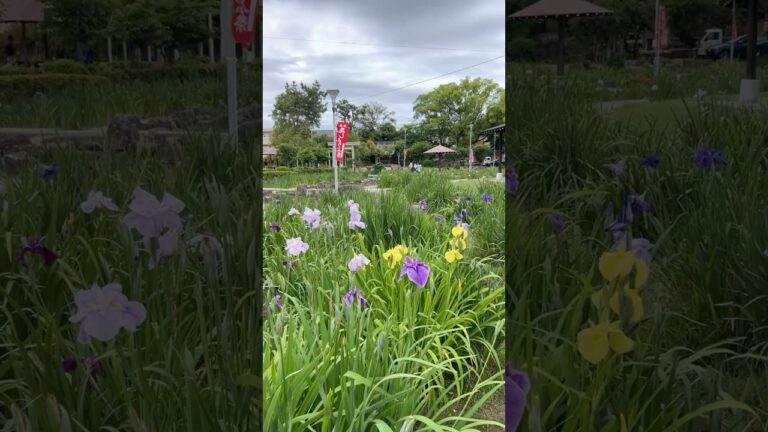 知立神社花しょうぶ祭り#藤田屋#みたらし団子#おたまじゃくし