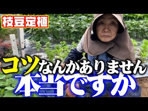 【超絶簡単】コツはない！？植え付けるだけで美味しい枝豆が収穫できます【枝豆】【栽培】【おつな姫】