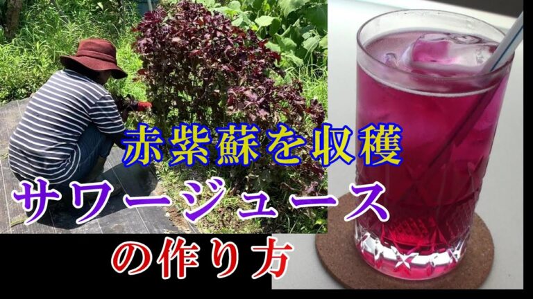 赤紫蘇を収穫！サワージュースの作り方！