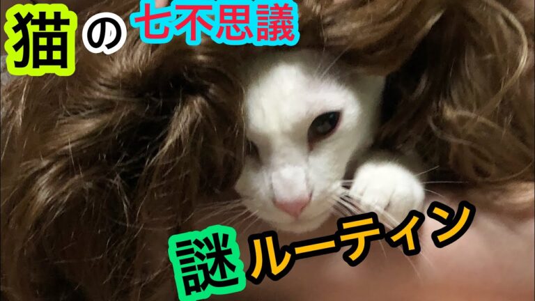 ★33ぺろ★我が家の肉じゃがと猫ルーティン♪