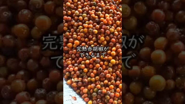 完熟赤胡椒ができるまで#カンポットペッパー