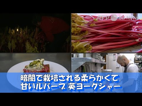 暗闇で栽培される柔らかくて甘いルバーブ 英ヨークシャー（2022年1月撮影）