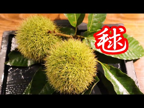 【いが栗】　作り方　和食でのあしらい、演出用