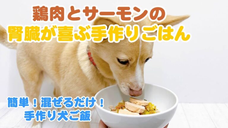 【簡単手作り犬ご飯】 鶏肉とサーモンの腎臓が喜ぶ手作りごはん【帝塚山ハウンドカム】