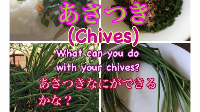 あさつき取れました | Chives