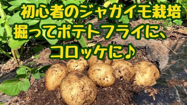 初心者の春じゃがいも収穫/新じゃがで揚げないポテトフライとコロッケを作ってみたら美味しすぎた/