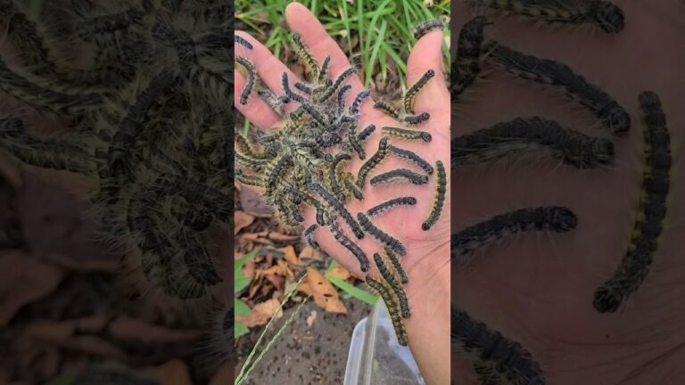 0円グラタンの作り方 #節約レシピ #料理男子