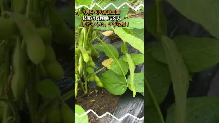 7月中旬の家庭菜園 枝豆の収穫期に突入！