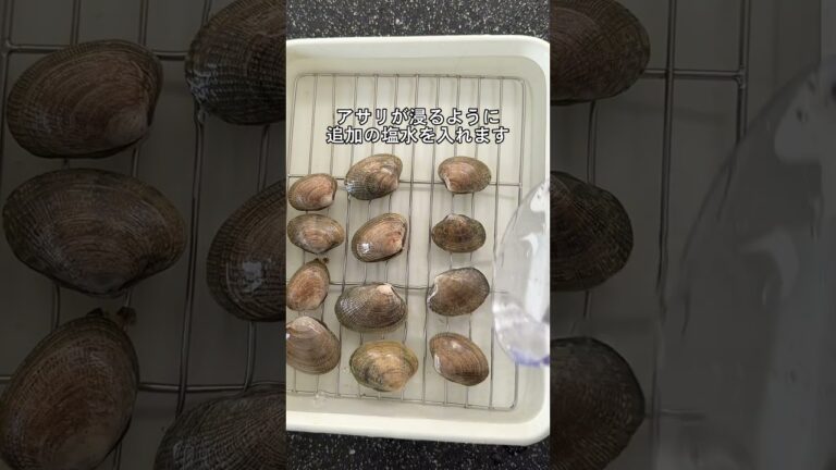 【徹底解説】あさりの砂抜き。ちゃんとやらないと残って口の中でジャリジャリします #shorts #料理 #簡単レシピ #あさり #砂抜き #fyp #fypシ