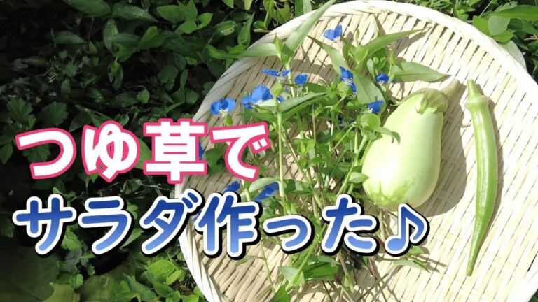 【田舎移住】【野草】つゆ草の美味しい食べ方をご紹介!!つゆ草は感冒予防、解熱作用の他、むくみ改善効果も!!【庭の畑で収穫】 【旬のレシピ】