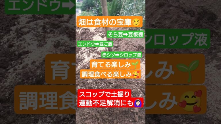 【6月初旬の家庭菜園🏠6/4】春の野菜収穫と調理～夏野菜と秋の根菜準備  #vlog #暮らし #子育て _#料理 #おうちごはん #アラフィフ #人生#家庭菜園#野菜#自家製#腸活#健康#手作り