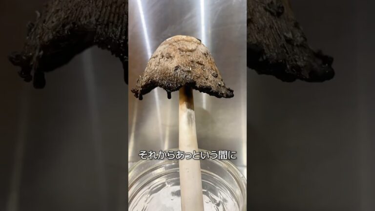 一夜で消えてしまうキノコ