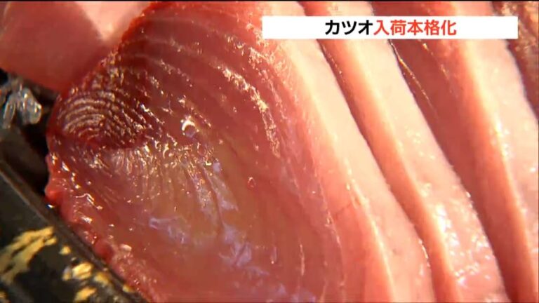 「赤身中心だけど脂がのり始めている」カツオ本格入荷　仙台市中央卸売市場