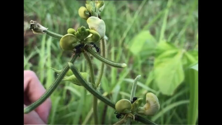 緑豆の収穫/無肥料、無農薬の簡単栽培/黒い鞘/緑豆の花/farm/organic