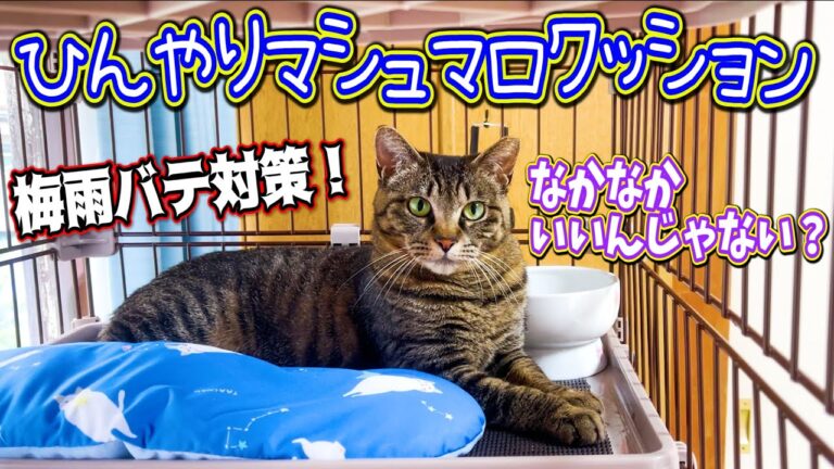 母猫シンバに梅雨バテ対策でひんやりマシュマロクッションをあげてみた